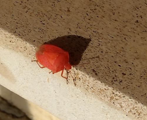 Nezara viridula